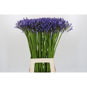 Agapanthus Donau