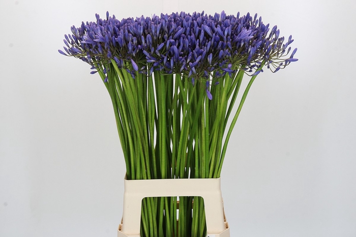 <h4>Agapanthus Donau</h4>