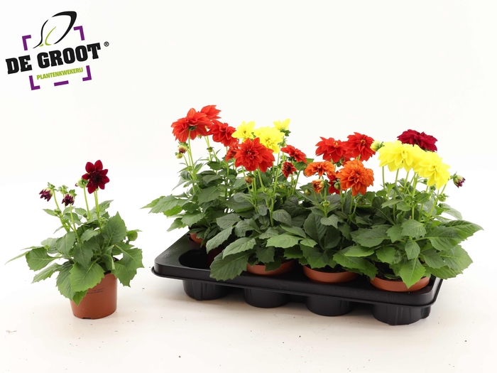 <h4>DAHLIA ROYAL GEM</h4>