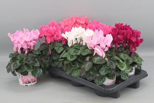 <h4>CYCL GR SUP XL</h4>