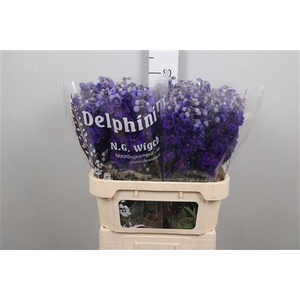 Delph Du Dewi Chrissy