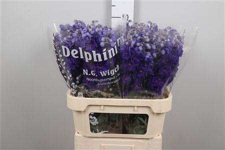 <h4>Delph Du Dewi Chrissy</h4>