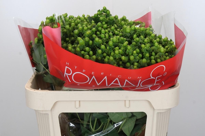 Hypericum Jungle Romance Spray