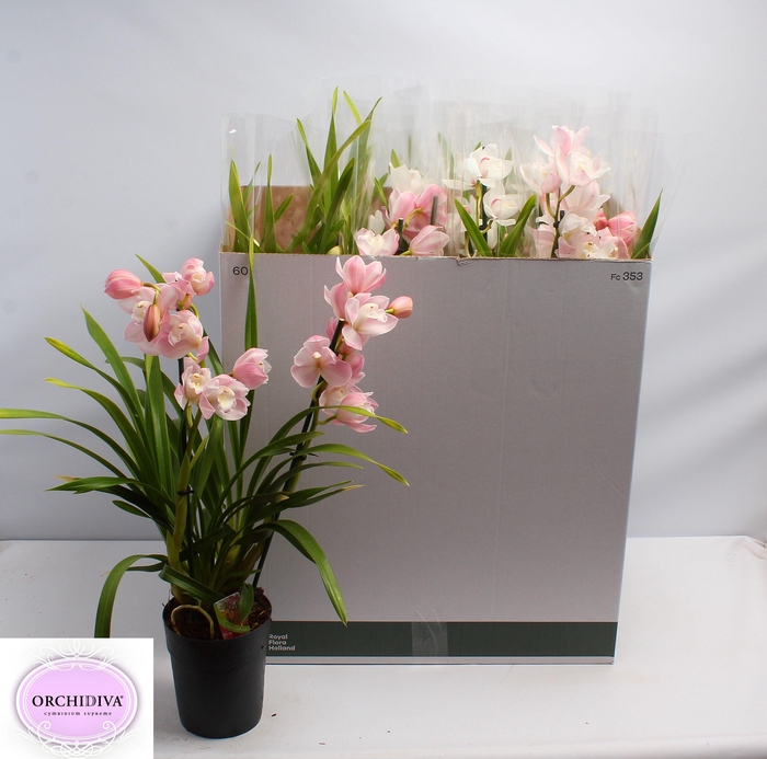 <h4>CYMB GEMENGD</h4>