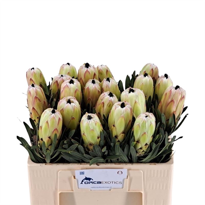 Protea White Night