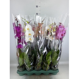Phalaenopsis   ...mix