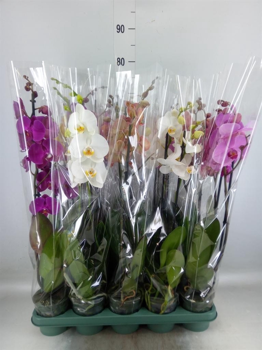 <h4>Phalaenopsis   ...mix</h4>