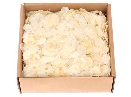 Box Lunaria Leaves L25