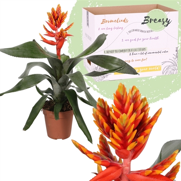 <h4>Aechmea Pepita Elegant Flames</h4>