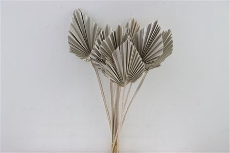 <h4>Dried Palm Spear 10pc White Bunch Slv</h4>