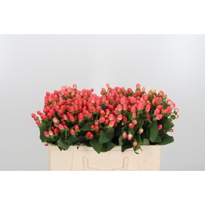 Hyp Mag Roy Princess