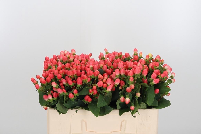 <h4>Hyp Mag Roy Princess</h4>