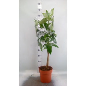 Pachira aquatica