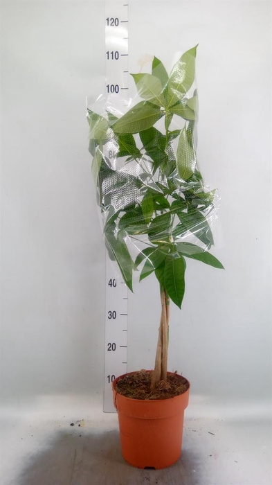 <h4>Pachira aquatica</h4>