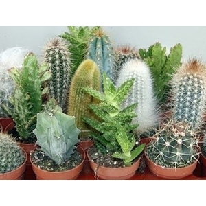 Cactus overig