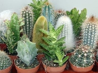<h4>Cactus overig</h4>