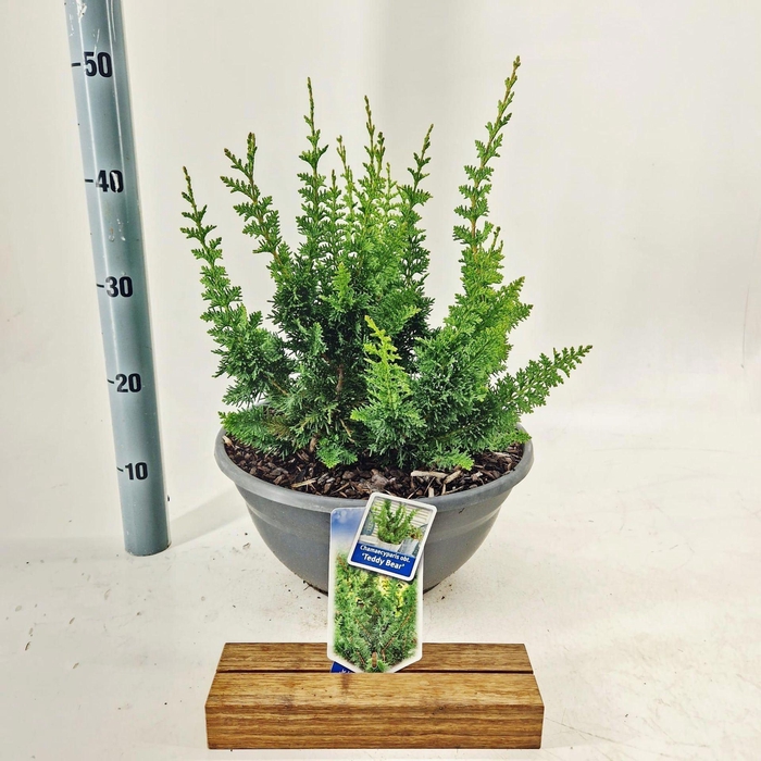 <h4>Chamaecyparis obtusa</h4>