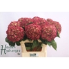 Hydrangea elbtal classic