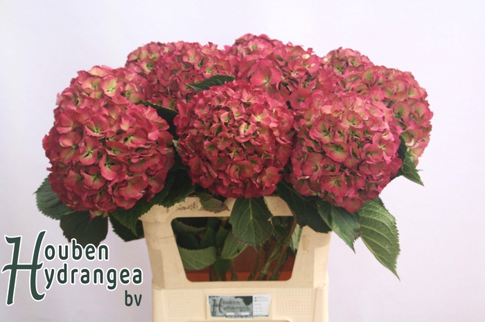 <h4>Hydrangea elbtal classic</h4>