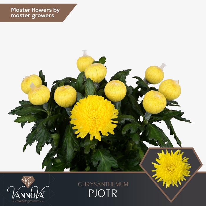 <h4>Chrysanten Chr G Pjotr</h4>