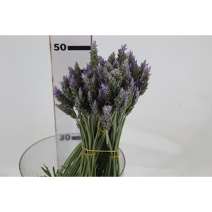 LAVANDULA CORTE