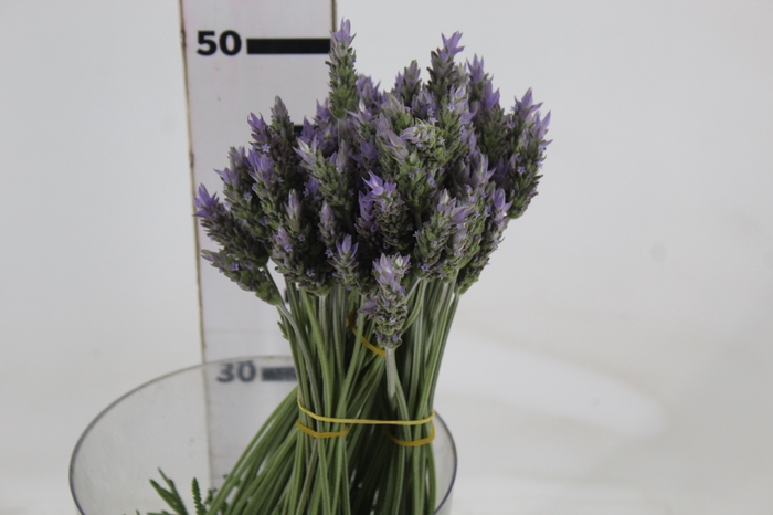 <h4>LAVANDULA CORTE</h4>