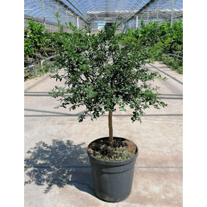 Citrus hystrix