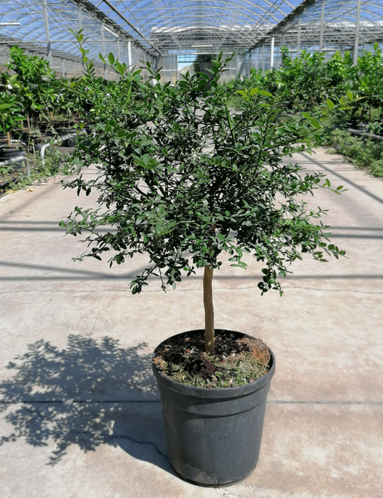<h4>Citrus hystrix</h4>