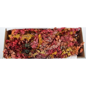 PF EUC STUART AUTUMN BS 150GR