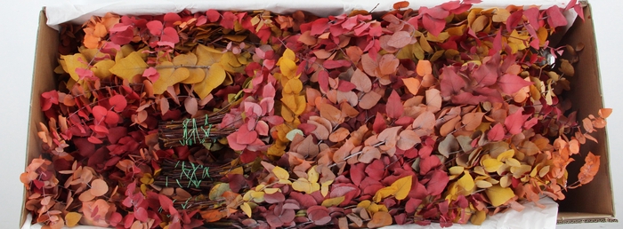 <h4>PF EUC STUART AUTUMN BS 150GR</h4>