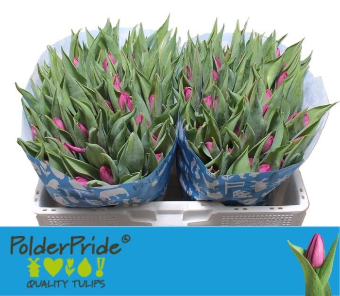 <h4>TU EN PURPLE PRINCE</h4>