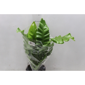 ASPLENIUM NIDUS P17