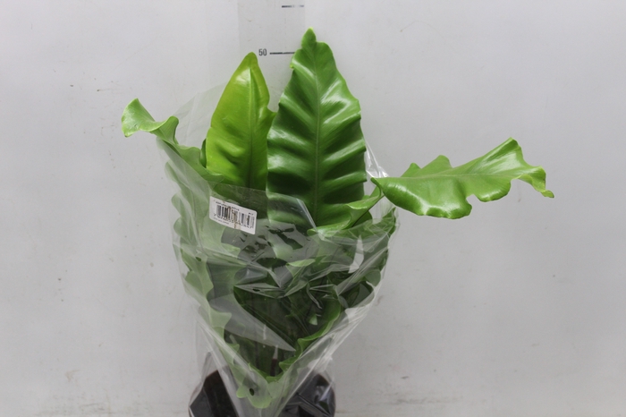 <h4>ASPLENIUM NIDUS P17</h4>