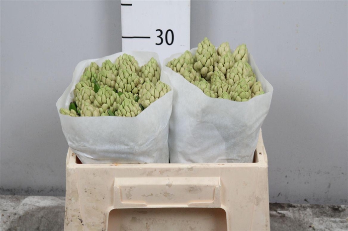 <h4>Hyac China Pink</h4>