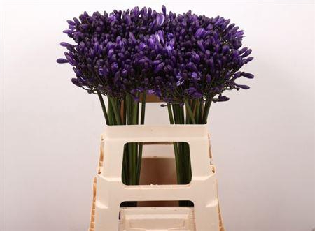 <h4>Agap Poppin Purple</h4>