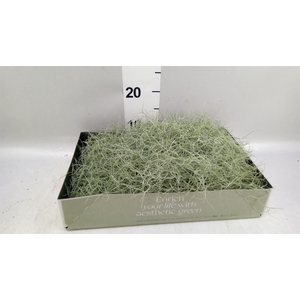 Tillandsia usneoides