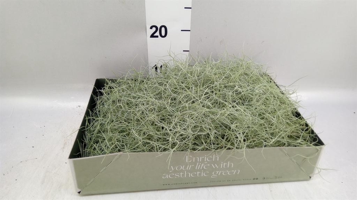 <h4>Tillandsia usneoides</h4>