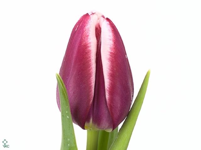 TU EN BOLROYAL DREAM