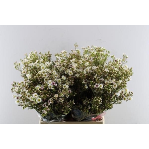 Chame Janelle (wit) 70cm