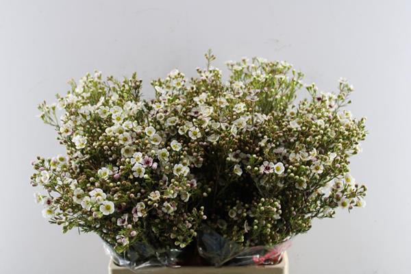 <h4>Chame Janelle (wit) 70cm</h4>