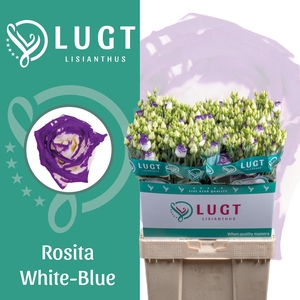 Lisianthus Rosita Blue Picotee