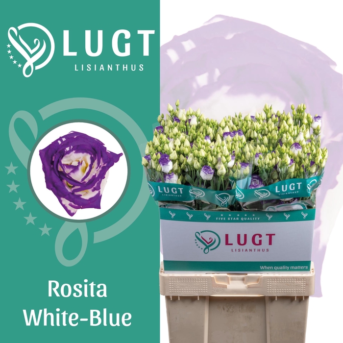 <h4>Lisianthus Rosita Blue Picotee</h4>