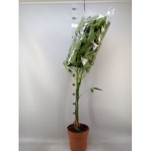 Pachira aquatica