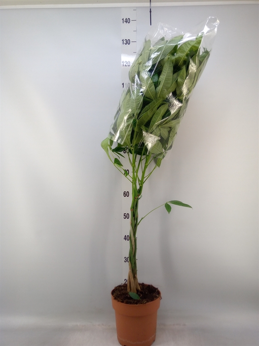 <h4>Pachira aquatica</h4>