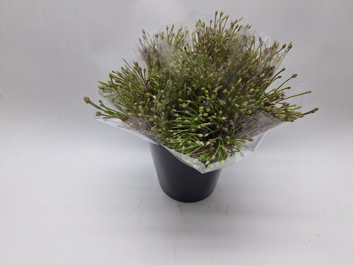 <h4>Mono Allium Schubertii X 3</h4>
