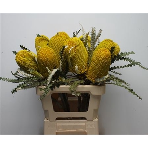 Banksia Speciosa Yellow