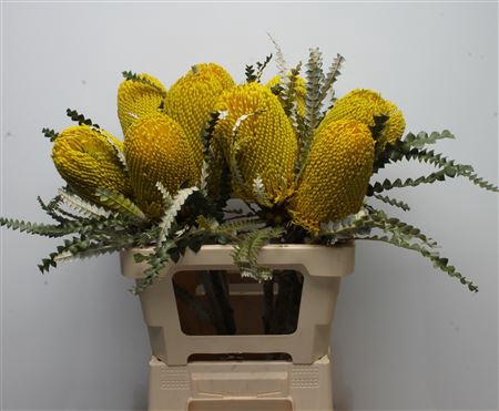 <h4>Banksia Speciosa Yellow</h4>