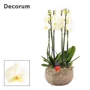 Bianca 6 tak symphony white (Deco-collection)