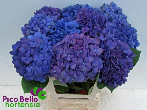 <h4>HYDR M CH PIMPERNEL</h4>