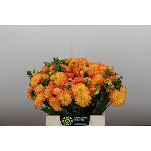 Dahlia Souvenir Dete